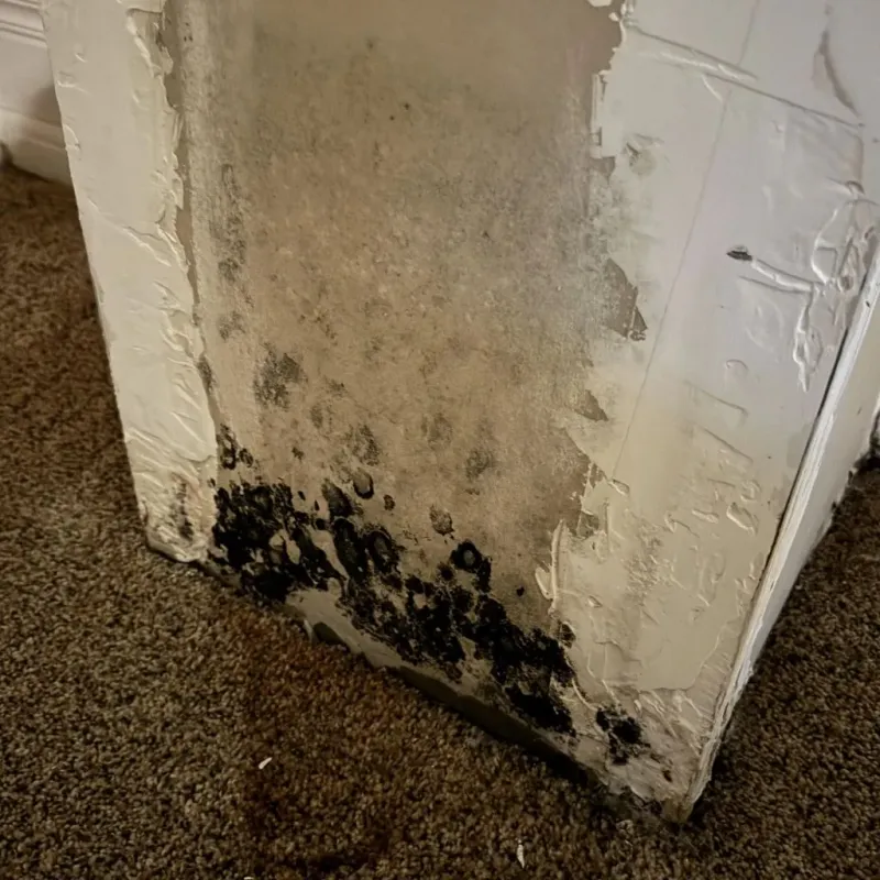 Professional Mold Removal in Brooks, ME